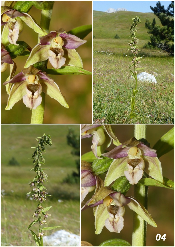 Epipactis da classificare: Campo Imperatore (AQ) luglio 2023.